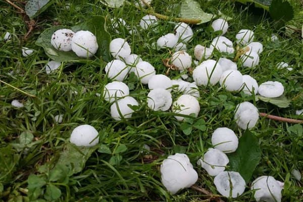 Dolu bazarda qiymətləri bahalaşdıracaq