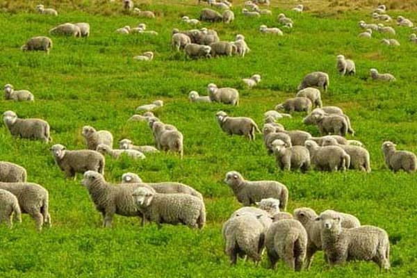 Canlı heyvanların ölkəyə gətirilməsi ilə bağlı qərara dəyişiklik edildi