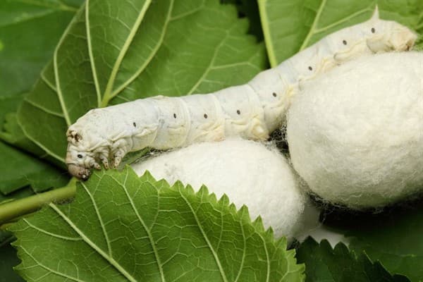 Bu günədək 99,33 ton yaş barama tədarük edilib
