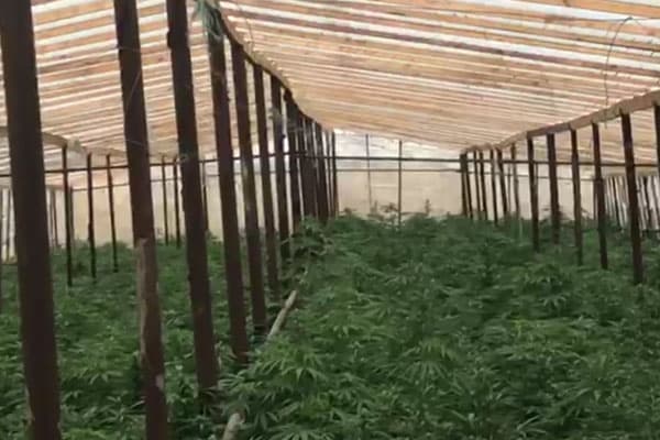 Maştağada narkoplantasiya aşkarlandı (FOTOLAR)