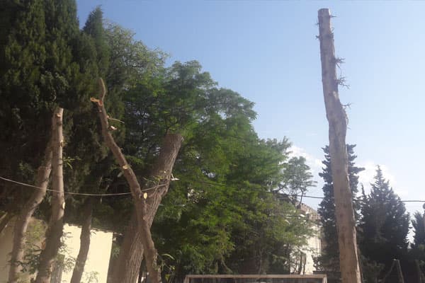 Bakıda daha bir ağac soyqırımı (FOTOLAR)