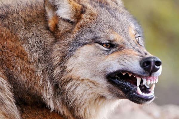 Oğuzda canavar heyvanları parçaladı, sakinlərə xəsarət yetirdi (YENİLƏNİB)