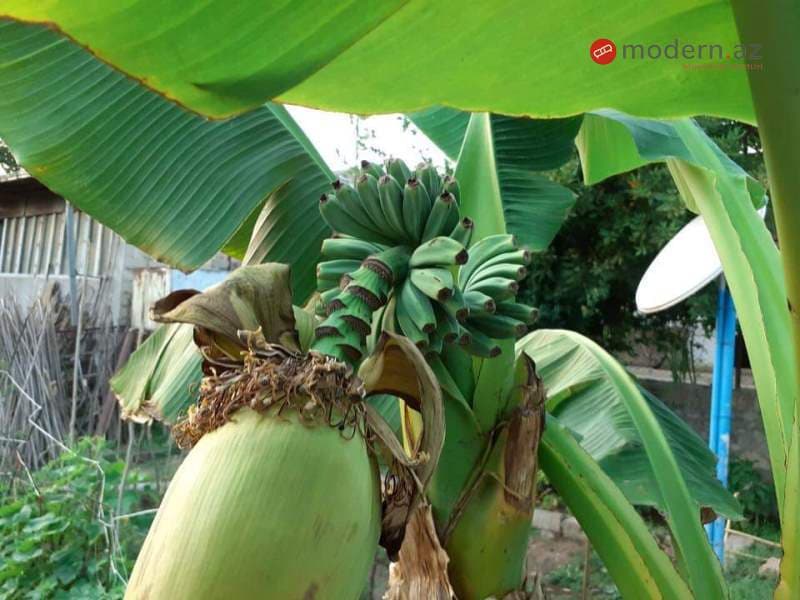Ermənilər Qarabağda banan əkir (FOTO)
