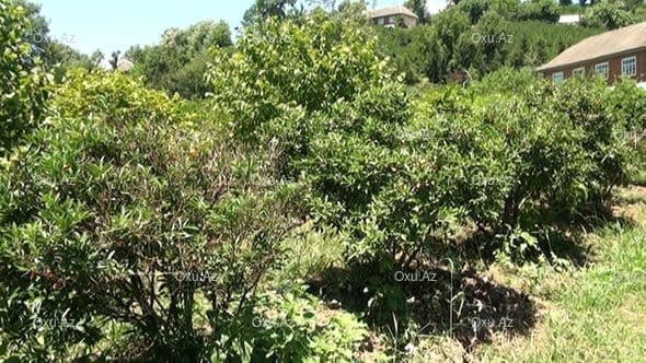 Astarada sitrus bağları quruyur: meyvələr bahalaşa bilər