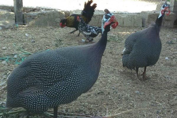 Bu məhsulun idxalı üçün gömrük rüsumu müəyyənləşdirildi