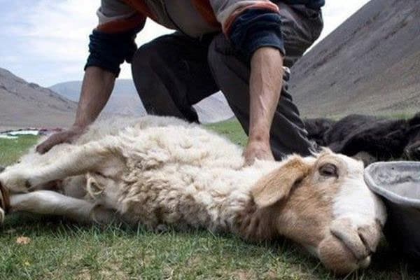 Qurban bayramında heyvan kəsimi üçün ayrılan yerlərin siyahısı açıqlandı (SİYAHI)