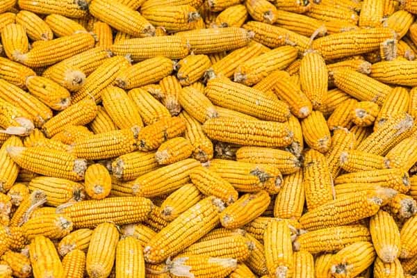 Azərbaycanda ilk hibrid qarğıdalı toxumu istehsalına başlanıldı