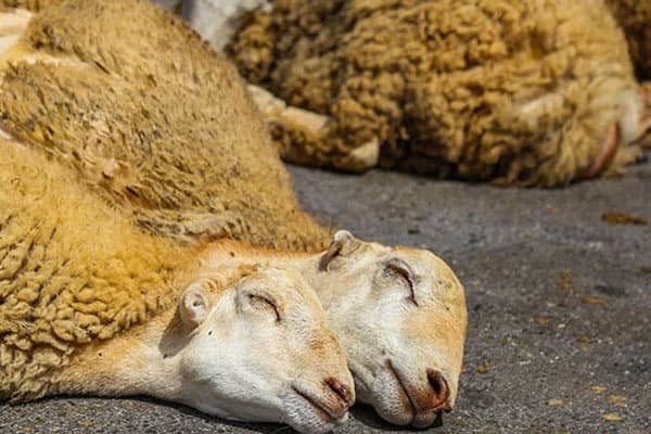 Bayram qoyunlarını onlayn ala bilərsiz - Azərbaycanda yenilik