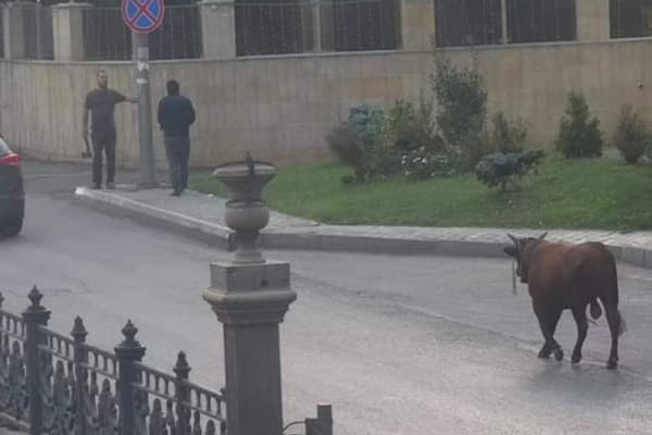 Bakıda öküz yol qəzası “törətdi”
