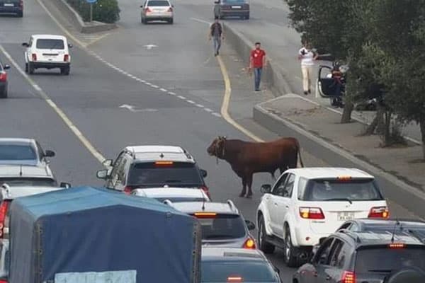 Bakıda qurbanlıq dana prospekti bir-birinə qatdı (VİDEO)