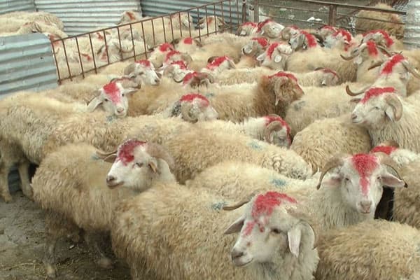 Qurbanlıq ətin qiyməti neçəyədir? (VİDEO)