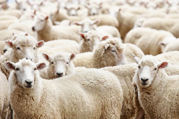 Azərbaycanlı zəvvarlar qurbanlarını kəsib