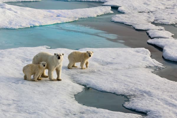 Şimal qütbünə plastik yağışı yağır