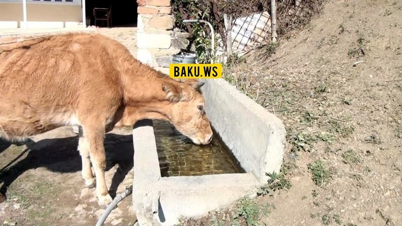 Azərbaycanın kəndlərində iribuynuzlu heyvanlar kütləvi şəkildə tələfat olur (FOTOLAR)