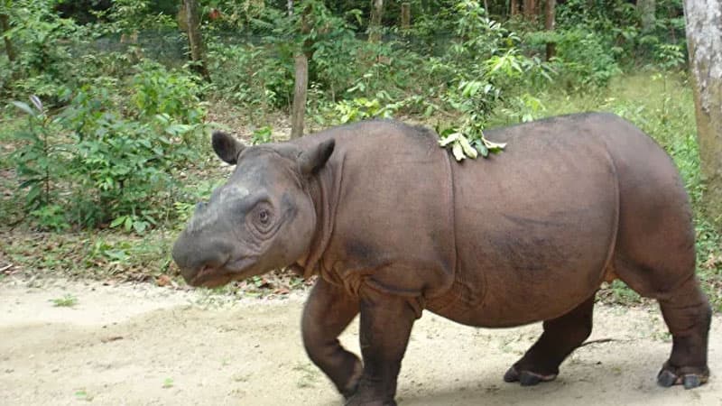 Sonuncu sumatran kərgədanı xərçəngdən öldü