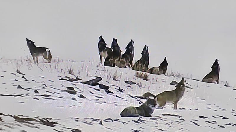 Azərbaycan qazının başı üstündə qurdlar ulaşır (FOTO/VİDEO)