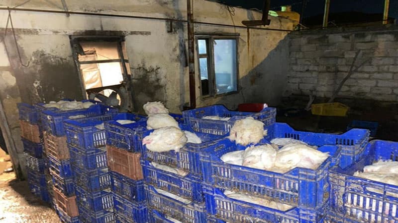 Daha bir quş əti emalı sexinin fəaliyyəti dayandırıldı