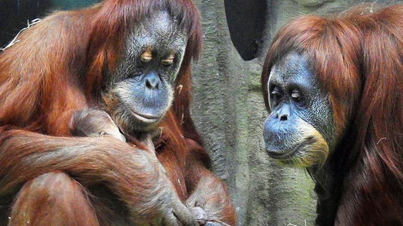 Moskva zooparkında nadir növlü oranqutan doğuldu (VİDEO)