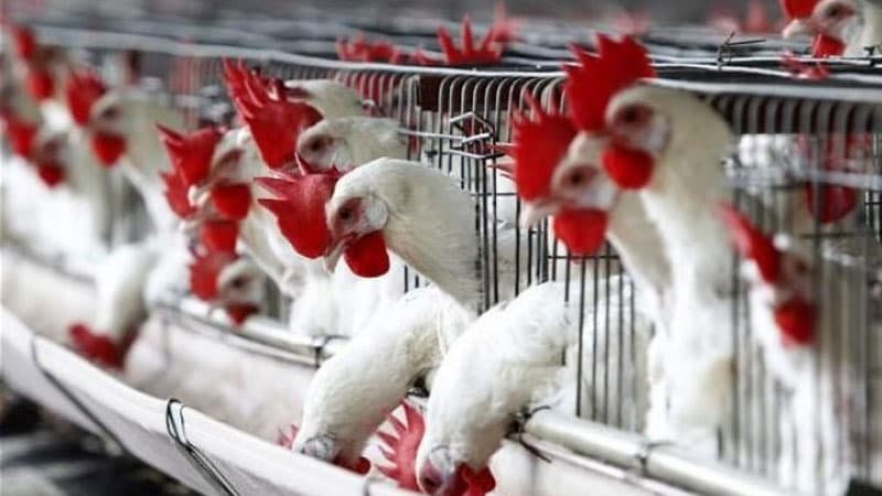 Polşadan ölkəyə gələn bu məhsullara məhdudiyyət qoyuldu (TƏHLÜKƏ)