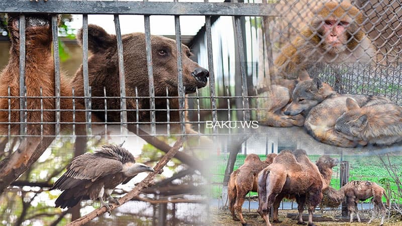 Zooparkdakı təmirə görə heyvanlar bu ərazidə saxlanılır