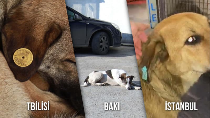 Küçə itlərindən necə qorunmalı? (RƏY/VİDEO)