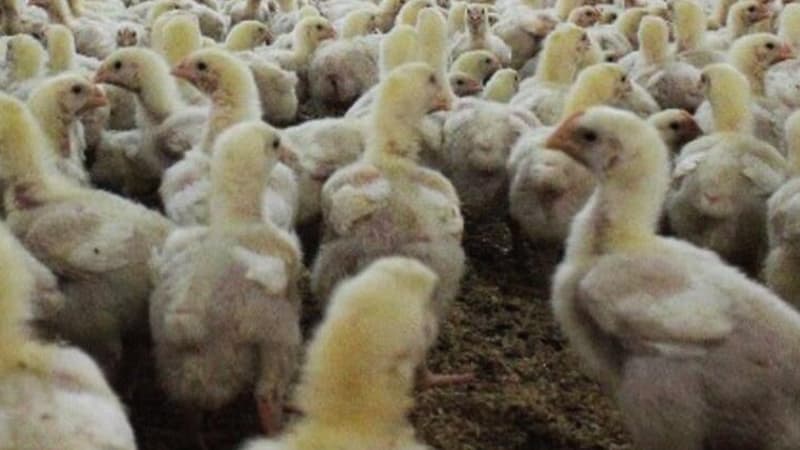 Çində quş qripi səbəbindən 18 minə yaxın quş məhv edildi