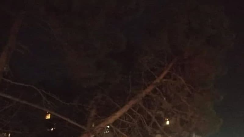 BNA işçiləri qəzalı vəziyyətə düşən ağacın avtomobillərin üzərinə aşmasının qarşısını aldı (FOTO)