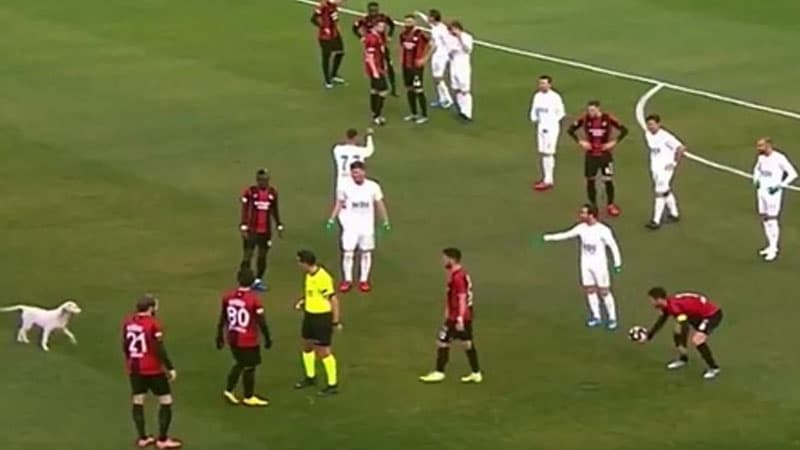 Türkiyə çempionatında it meydana girərək oyunu dayandırdı (VİDEO)