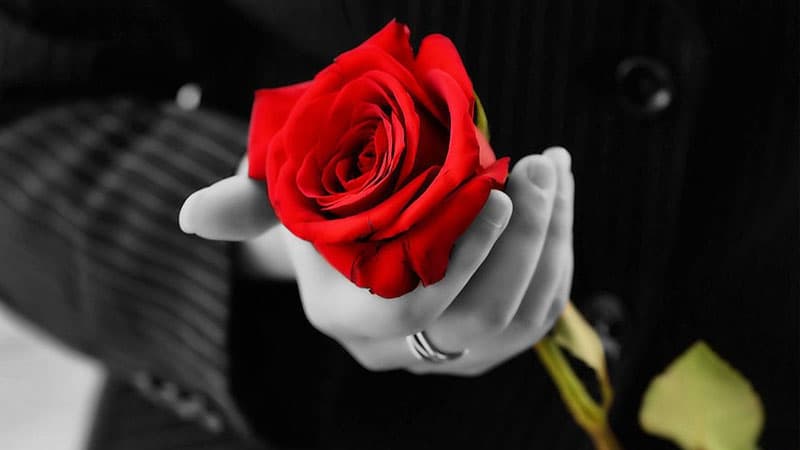 8 Mart günü gül dükanlarında qiymətlər