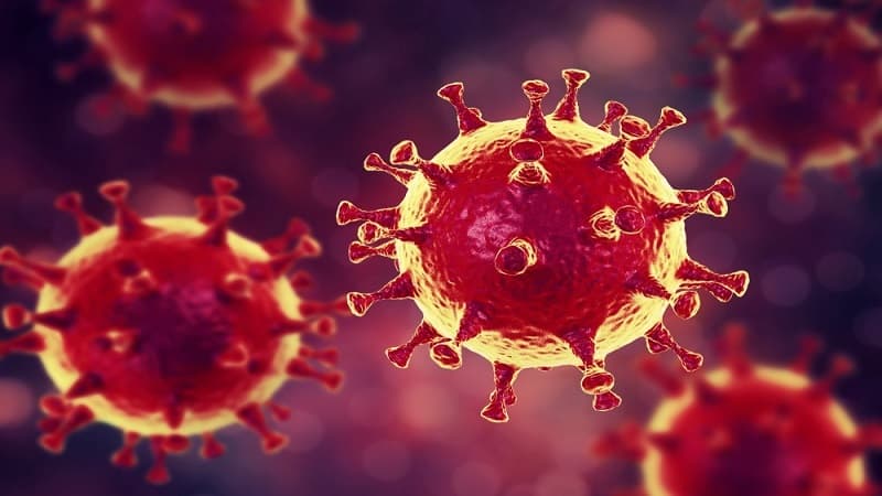 Koronavirus heyvanlar arasında da yayılır