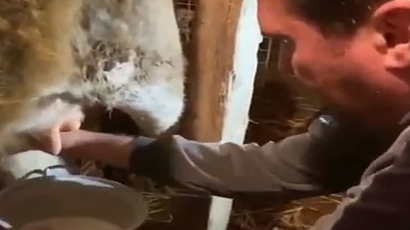 Nadir Qafarzadə inək sağır, qatıq çalır...