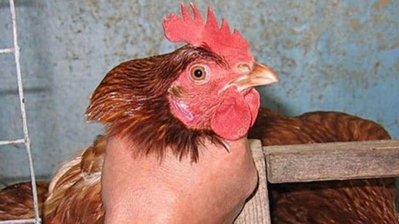 Bakıda toyuq oğurlayan erməni qardaşlar tutuldu