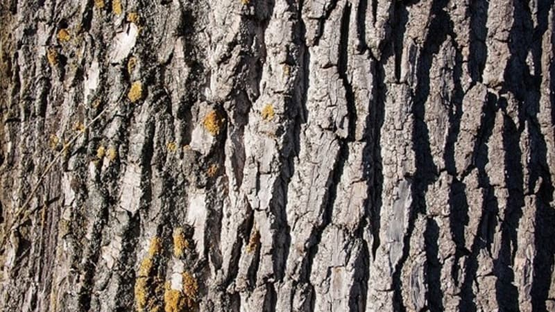Koronavirusun bu yolla havadan kütləvi yayılma təhlükəsi var – Allergist alim