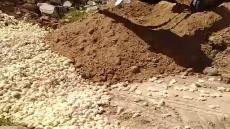 İranda quş qətliamı: minlərlə cücə diri-diri basdırıldı (VİDEO)
