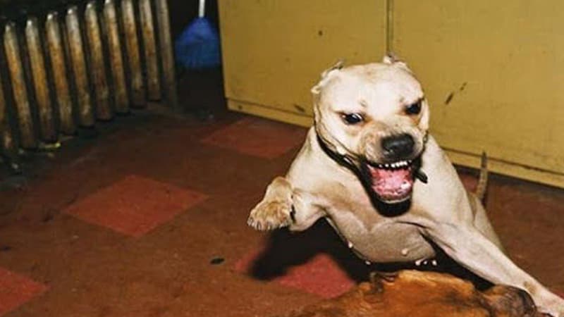 Sahibsiz pitbul iki küçə itini parçaladı (FOTO)