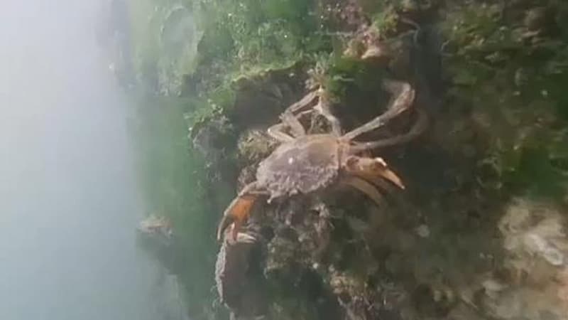 Venesiya laqonunun canlıları görünməyə başladı (VİDEO)