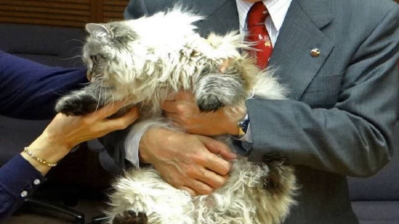 Putinin yapon qubernatora bağışladığı pişik karantinə alındı (FOTO)