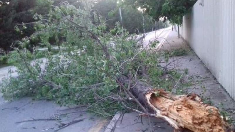 Mingəçevirdə güclü külək ağacı yola aşırıb (FOTO)