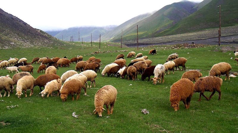 Azərbaycanda müğənni qoyun sürüsünün altında qalaraq öldü