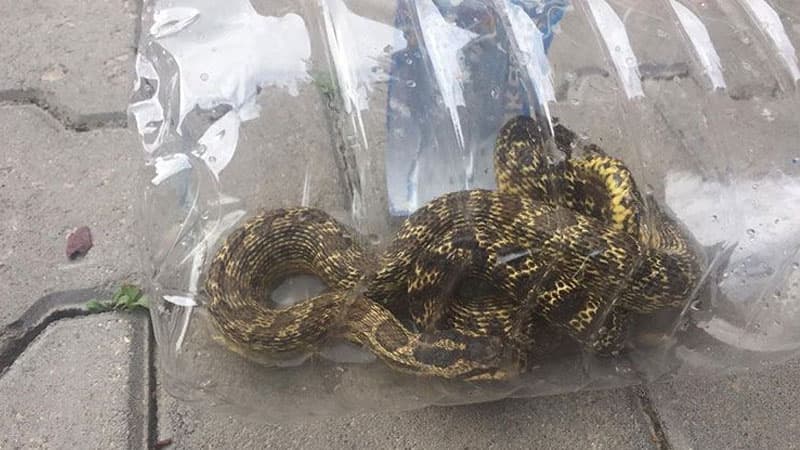 Avtomobilin motorundan ilan çıxdı (FOTO)