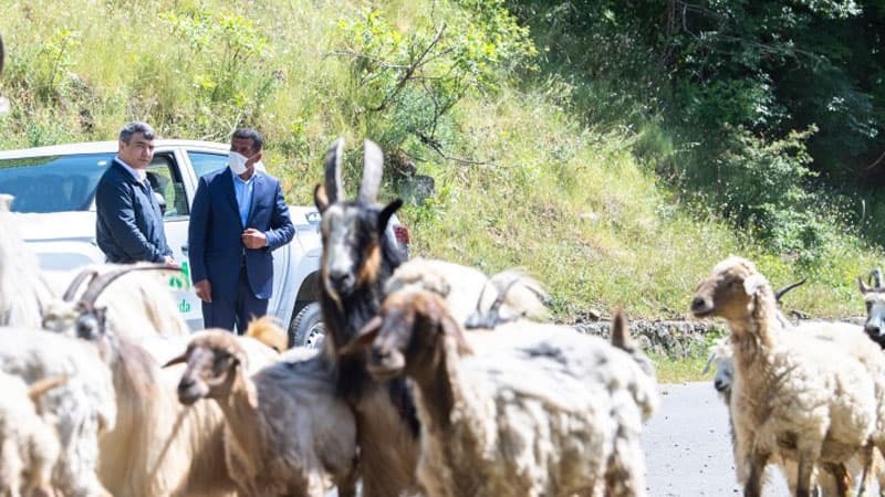 Azərbaycanda sürülərin yaylağa köçü başlayıb (FOTOLAR)