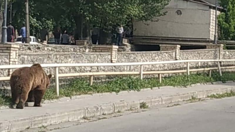 Ayıya görə nazirlik Şəkiyə mütəxəssislər göndərdi