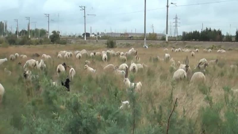 Qəbələdə bataqlığa düşən azyaşlı və qoyun sürüsü xilas edildi (YENİLƏİB)