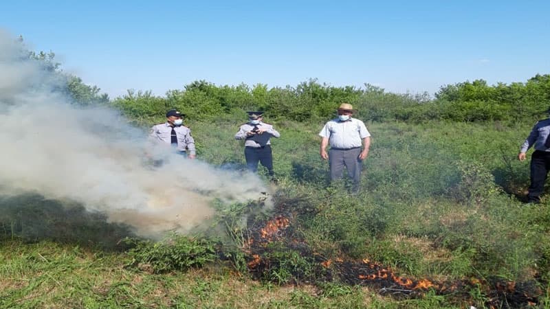 2 hektar sahədə 1 ton narkotik bitkisi aşkarlandı (FOTO)