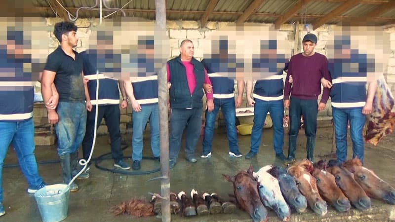 Ölü at ətini Bakıdakı iaşə obyektlərinə satan şəxslər həbs edildi (FOTOLAR)