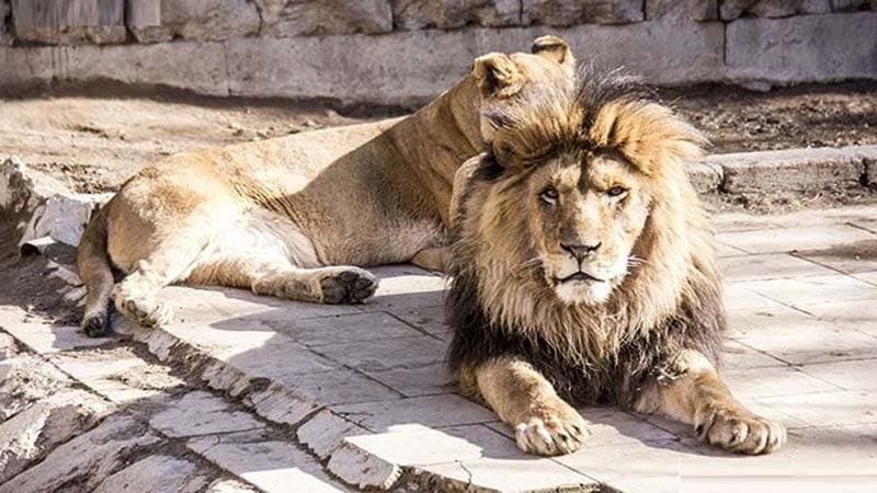 Direktor Bakıdakı yeni zooparkın açılışından danışdı: "Giriş bahalaşacaq"