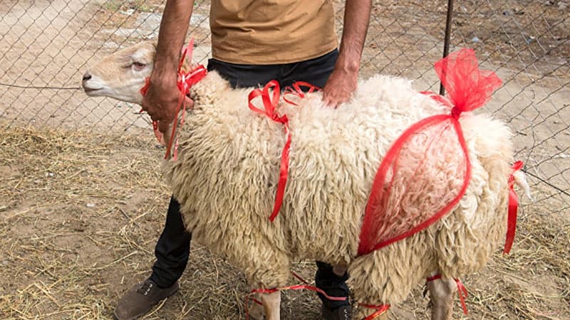 QMİ-nin iclasında kəsiləcək qurbanlarla bağlı qərar