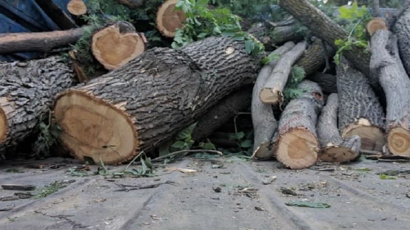 Qazaxda ağac kəsimi ilə bağlı cinayət işi açıldı