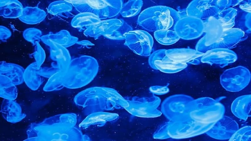 Qulaqlı meduzalar Almaniyaya hücum etdi