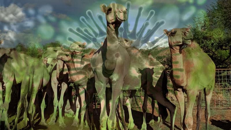 Afrikada müəmmalı dəvə ölümlərinin səbəbi açıqlandı